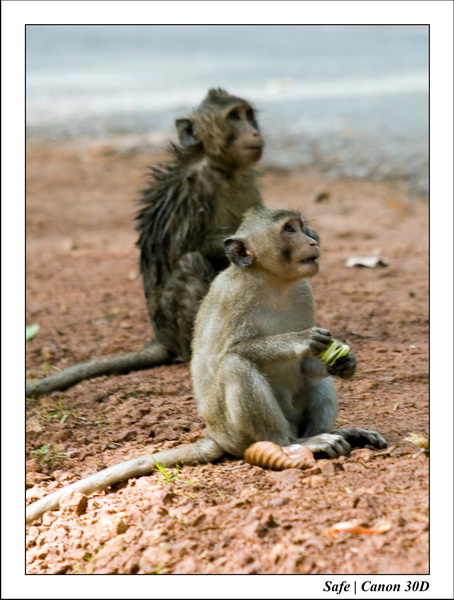 2006 - 07 - Temple angkor - Singes 19